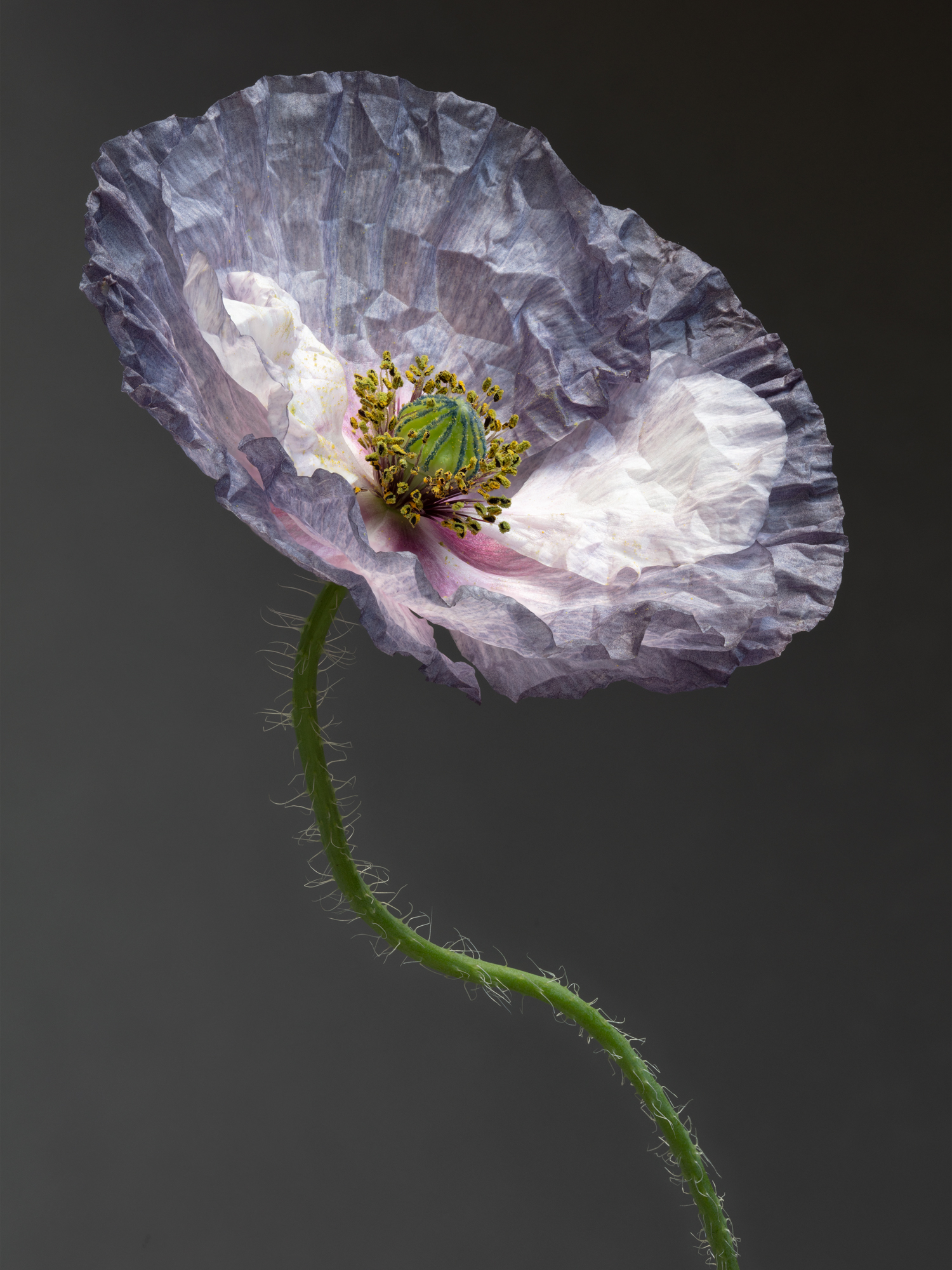 POPPY-30